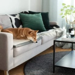 Denjo Dogs Koiran Makuualusta, S, Beige -TRIXIE kauppa denjo dogs resefilt snuggle s greige 7