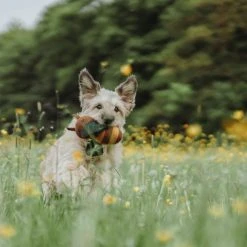 HUNTER Dog Toy Florenz Bee Koiranlelu 10 HUNTER Dog Toy Florenz Bee Koiranlelu -TRIXIE kauppa hunter dog toy florenz bee 3