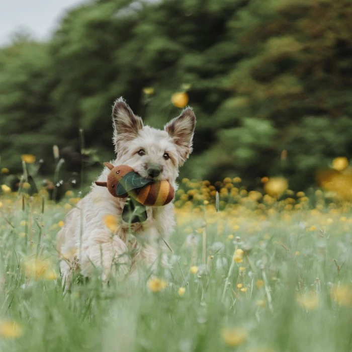 HUNTER Dog Toy Florenz Bee Koiranlelu 6 HUNTER Dog Toy Florenz Bee Koiranlelu - Image 4