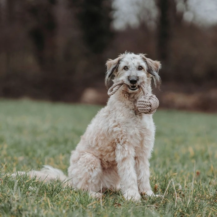 HUNTER Inari Toy Dog Ball Koiran Heittolelu, S, Tan 5 HUNTER Inari Toy Dog Ball Koiran Heittolelu, S, Tan - Image 3