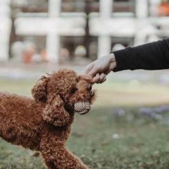 HUNTER Inari Toy Dog Ball Koiran Heittolelu, S, Tan 9 HUNTER Inari Toy Dog Ball Koiran Heittolelu, S, Tan -TRIXIE kauppa hunter inari toy dog ball s tan 3