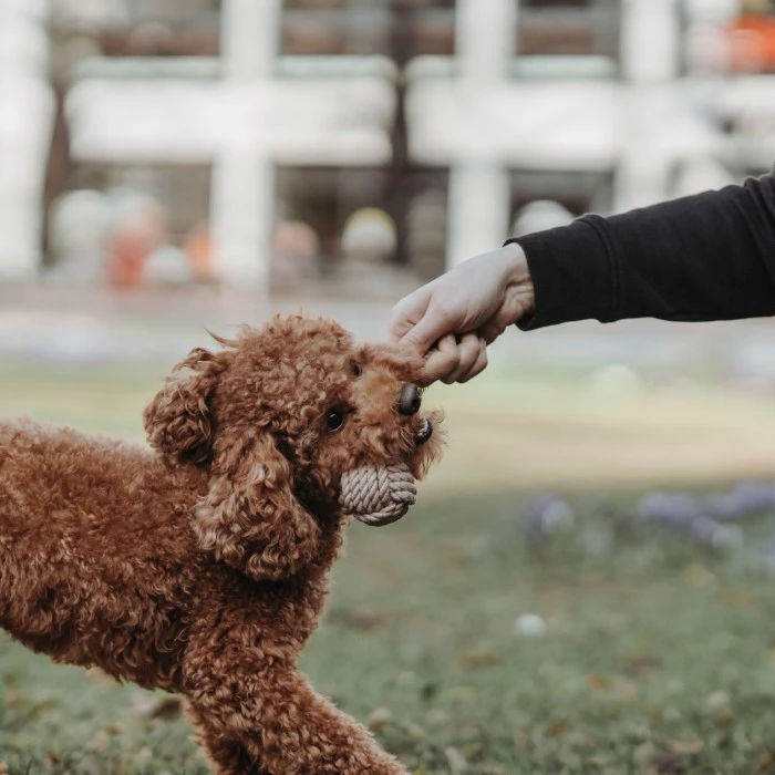 HUNTER Inari Toy Dog Ball Koiran Heittolelu, S, Tan 6 HUNTER Inari Toy Dog Ball Koiran Heittolelu, S, Tan - Image 4