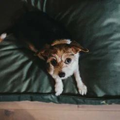 HUNTER Merida Cushion Orthopedic Koiranpeti, 75 X 50 Cm, Olive Green -TRIXIE kauppa hunter merida cushion orthopedic 75x50 cm olive green 6