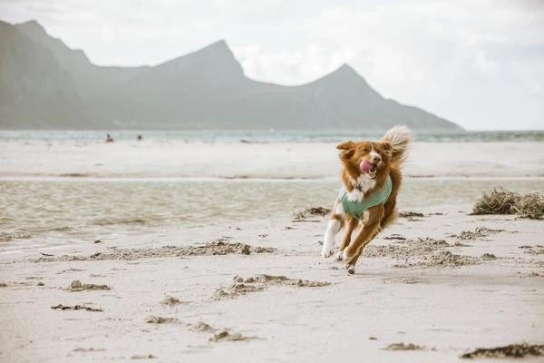 Hurtta Cooling Wrap Koiran Viilennysliivit, 45–55 Cm, Vaaleansininen 7 Hurtta Cooling Wrap Koiran Viilennysliivit, 45–55 Cm, Vaaleansininen - Image 5