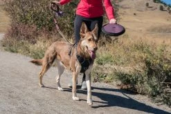 OllyDog Flyer Disc Raven -TRIXIE kauppa ollydog flyer disc raven 2