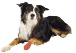 Trixie Bandagebinda Självhäftande 5 Cm/4,5 M 4-pack 10 Trixie Bandagebinda Självhäftande 5 Cm/4,5 M 4-pack -TRIXIE kauppa trixie bandagebinda sjalvhaftande 5 cm45 m 4 pack 2