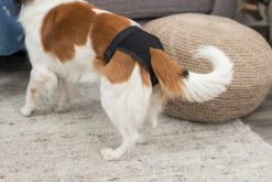 Trixie-narttusuoja, Musta, XL -TRIXIE kauppa trixie tikskydd xl 60 70 cm svart 3